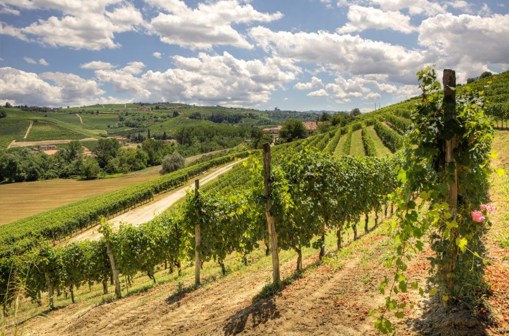 Italian Wine Geographic